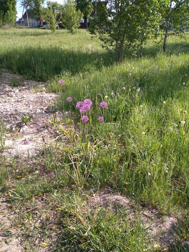 Allium rosenorum photo 3