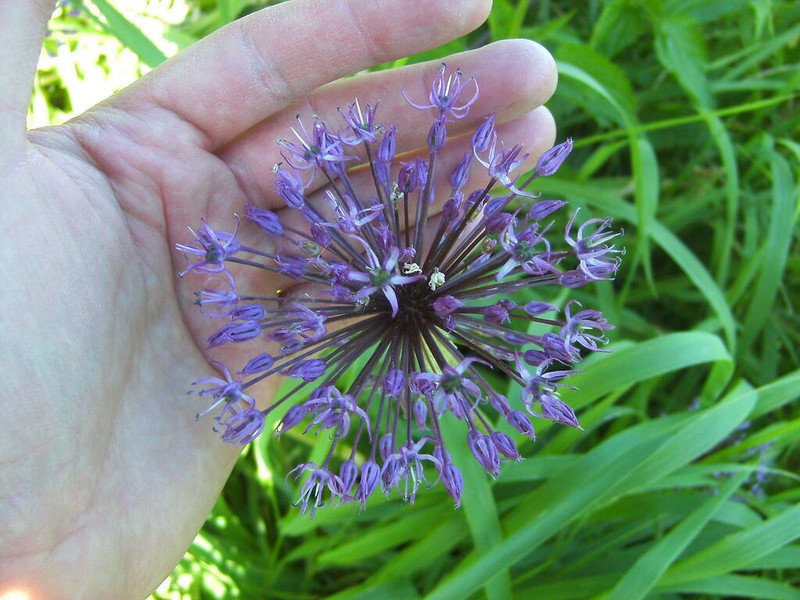 Allium rosenorum photo 4