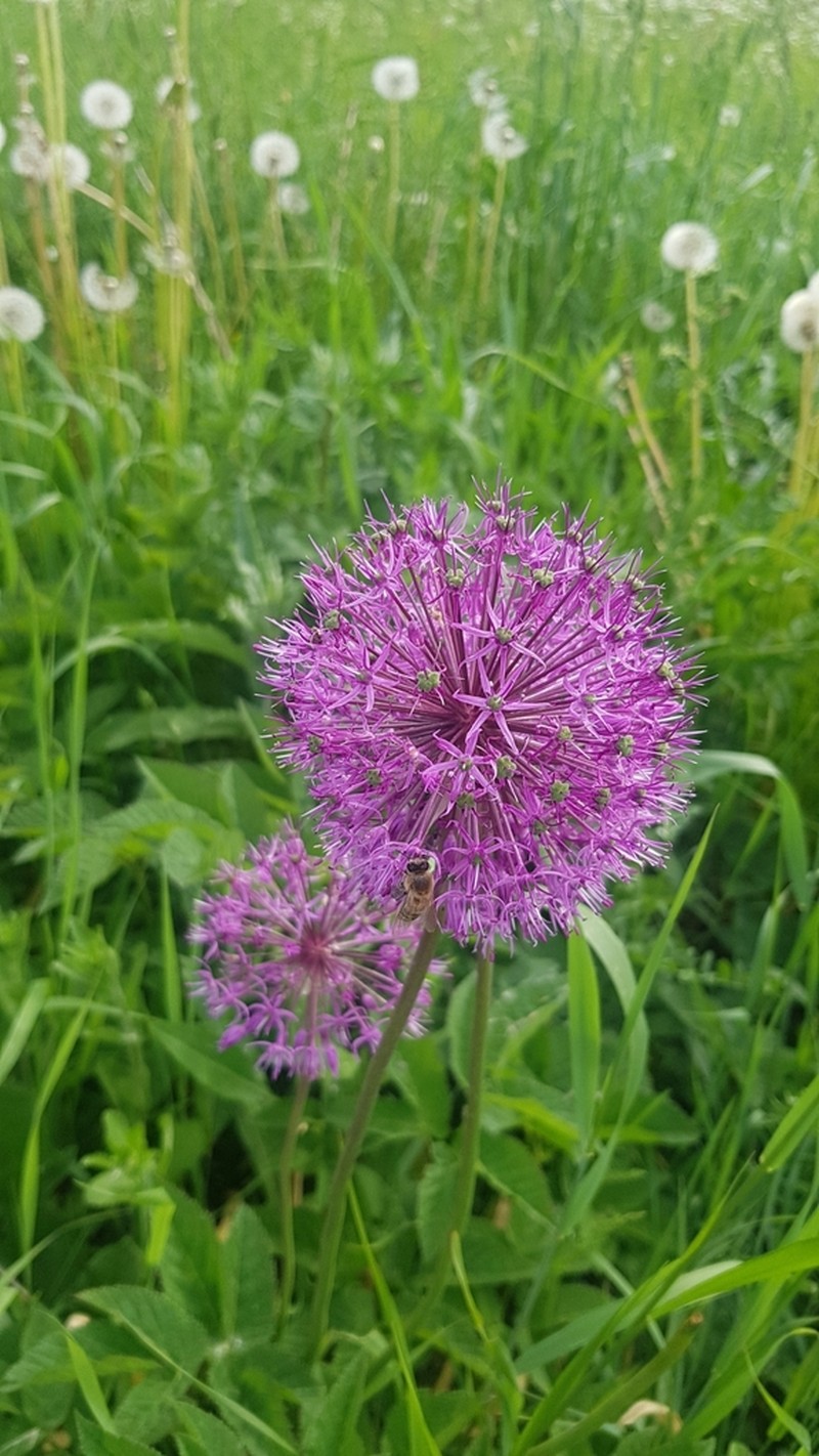Allium rosenorum photo 5