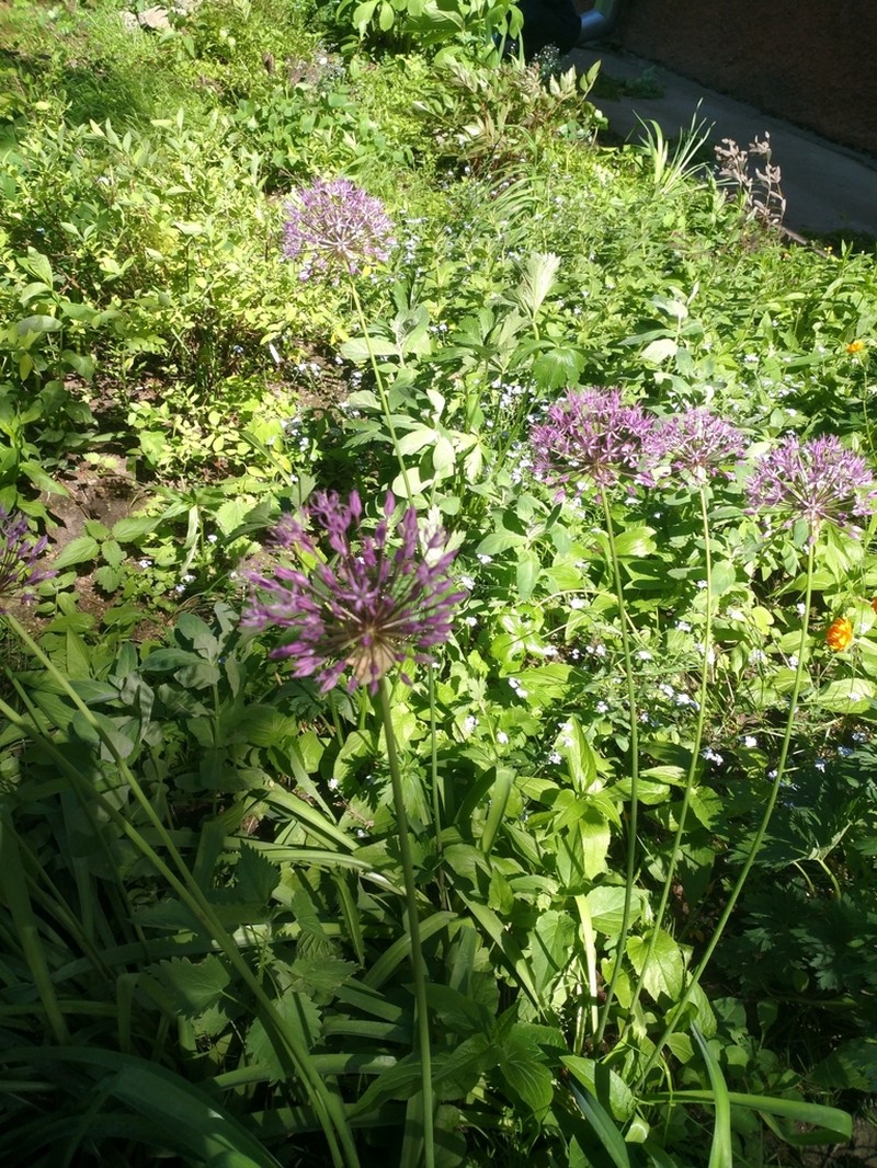 Allium rosenorum photo 6