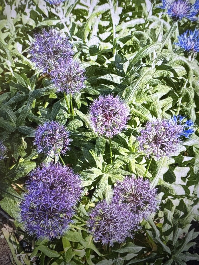 Allium rosenorum photo 7