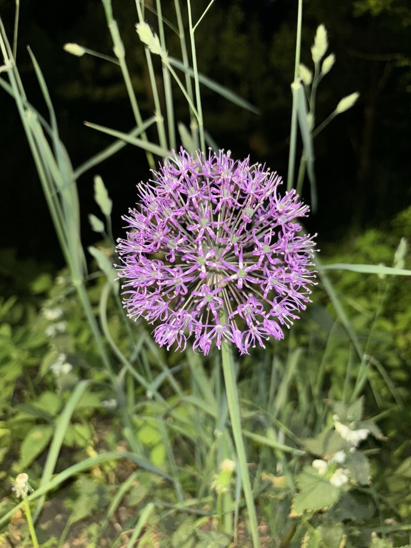 Allium rosenorum photo 8