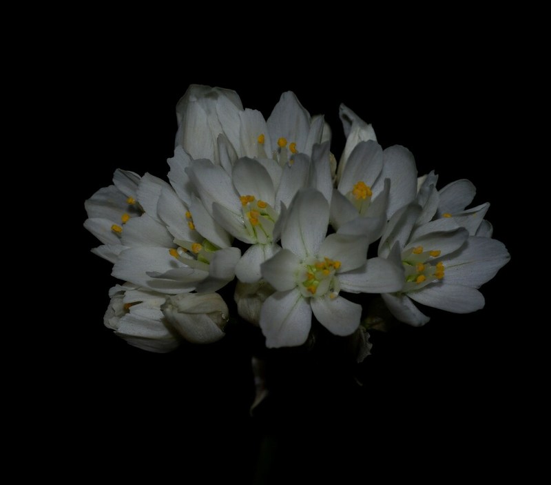 Allium roseum photo 2