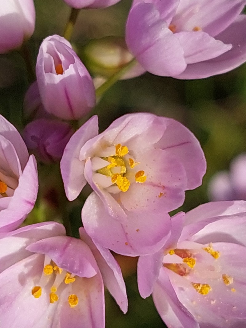 Allium roseum photo 3