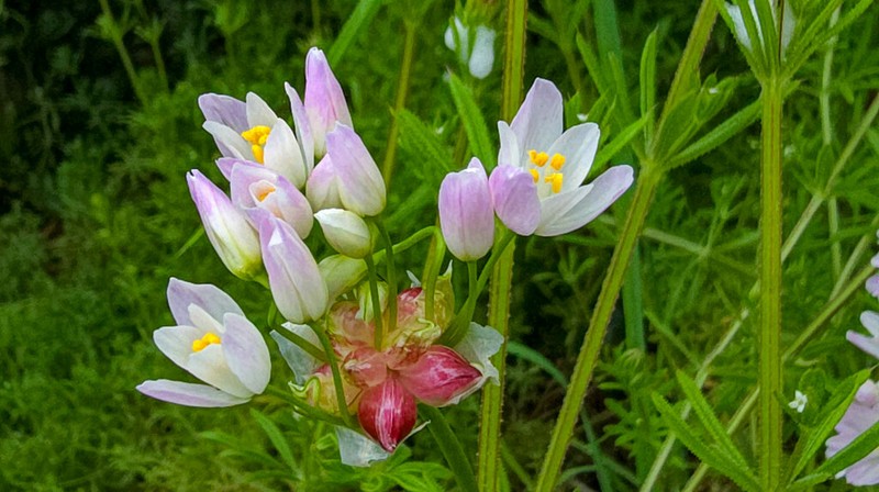 Allium roseum photo 4