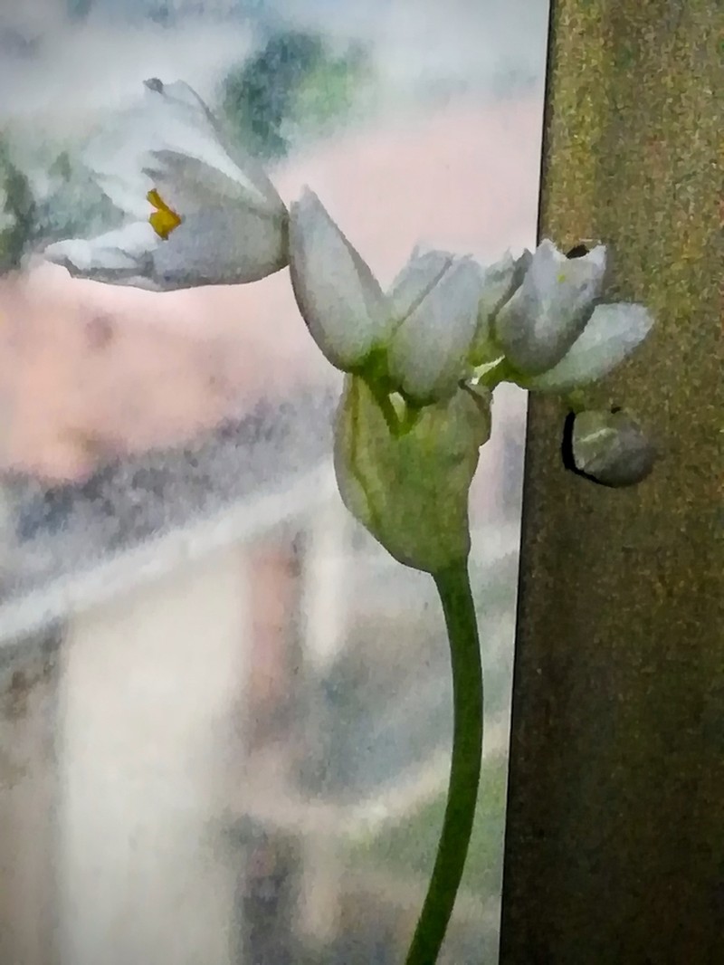 Allium roseum photo 5