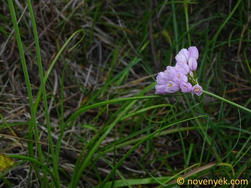Allium roseum photo 6
