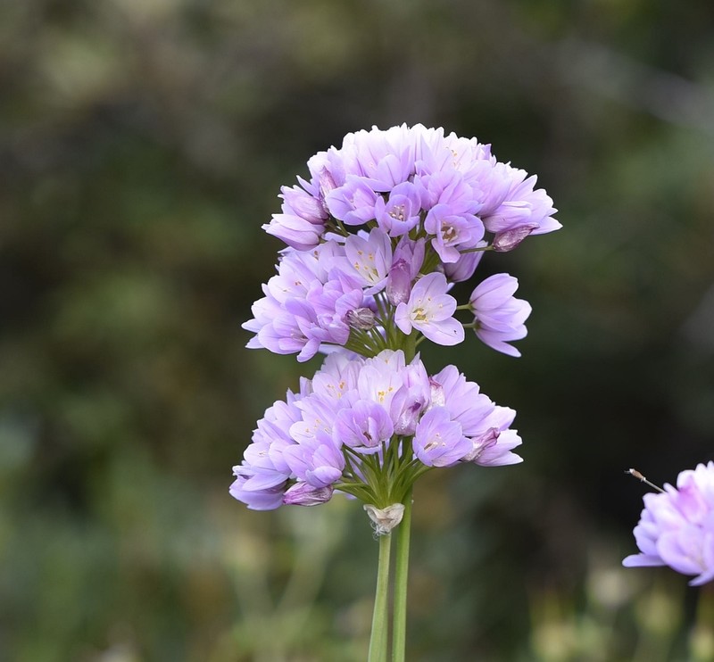 Allium roseum photo 7