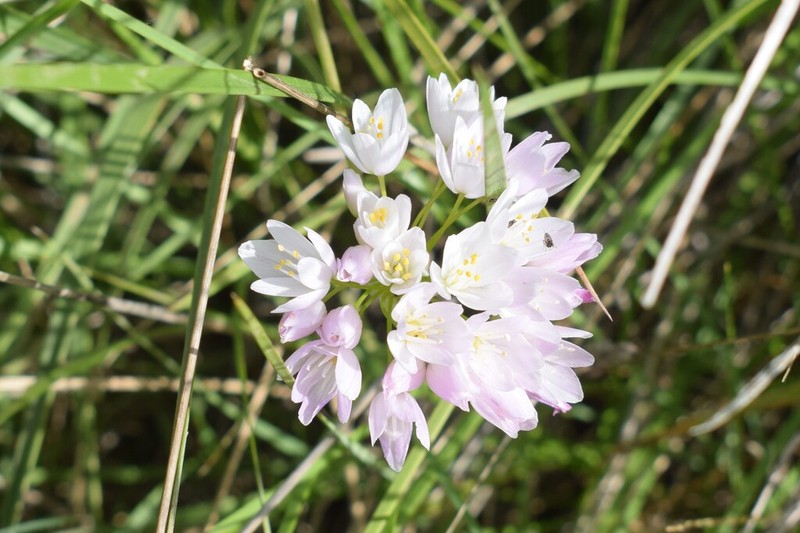 Allium roseum photo 8