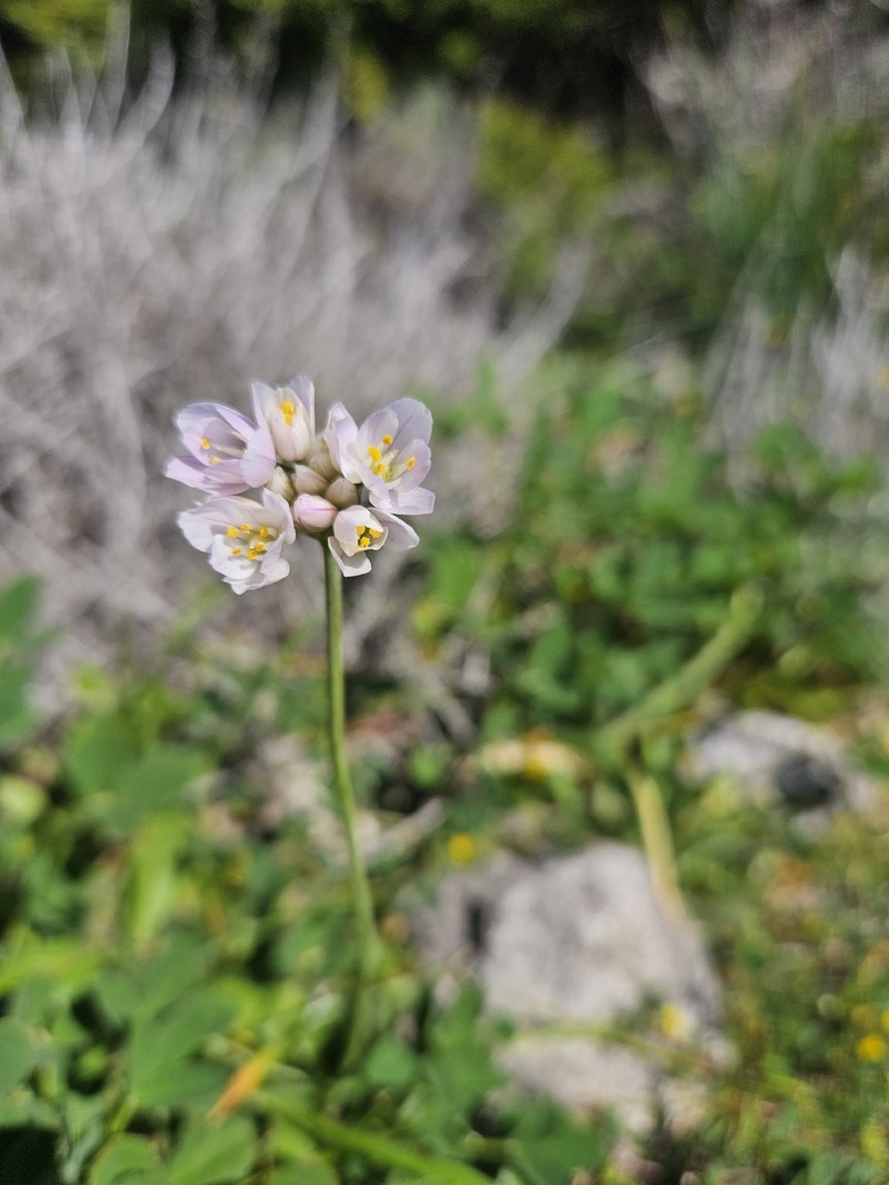 Allium roseum subsp. insulare