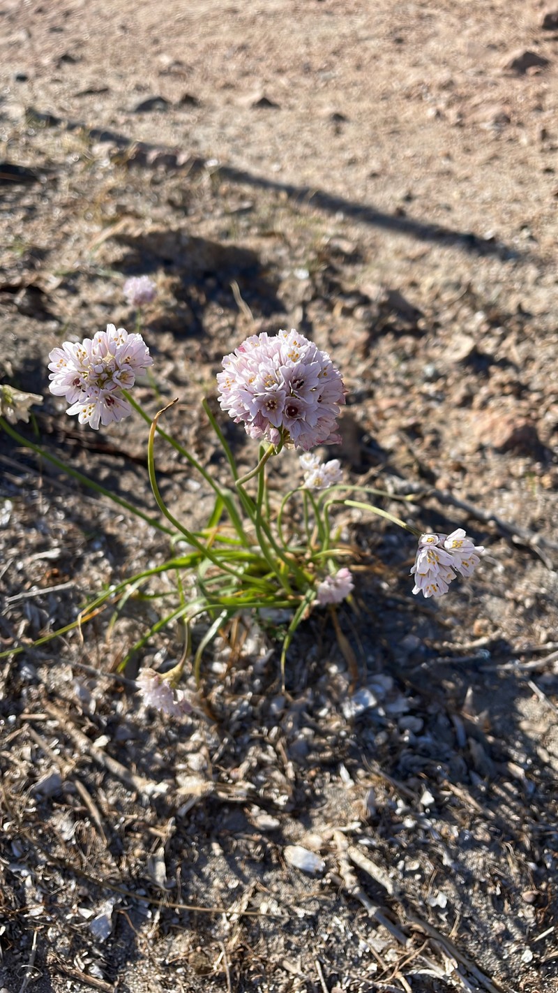 Allium roseum subsp. insulare photo 2