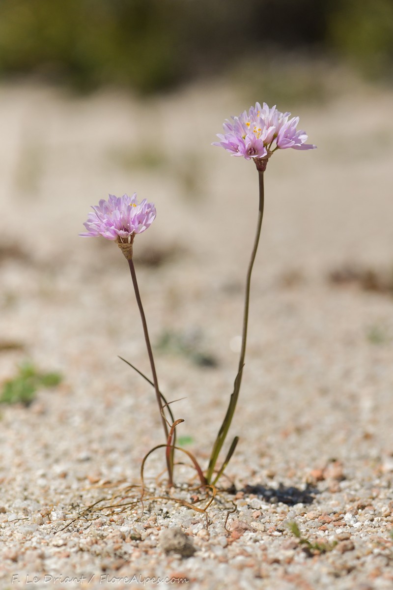 Allium roseum subsp. insulare photo 3
