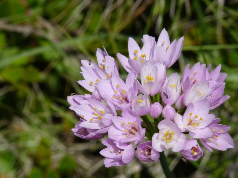 Allium roseum subsp. insulare photo 4