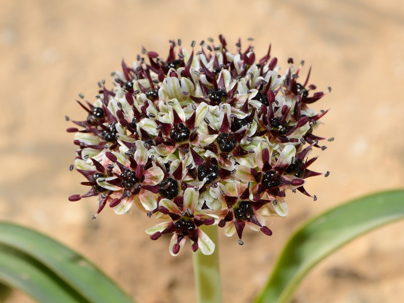 Allium rothii
