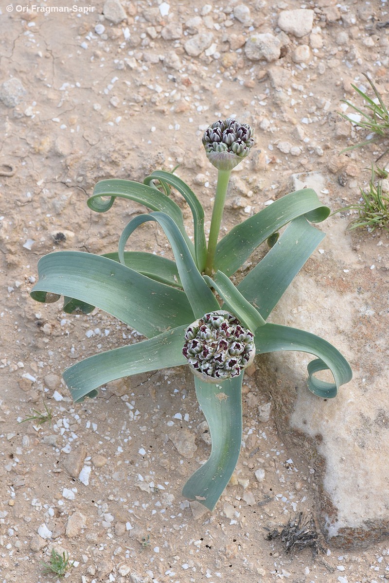Allium rothii photo 3