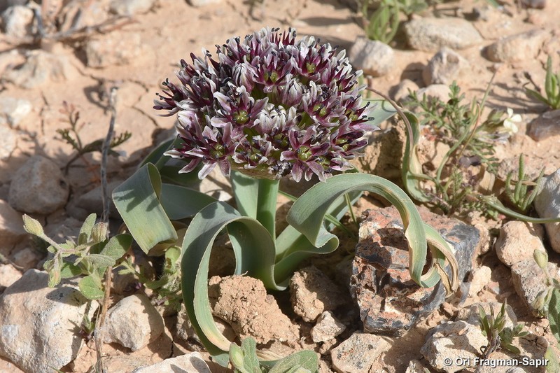Allium rothii photo 4