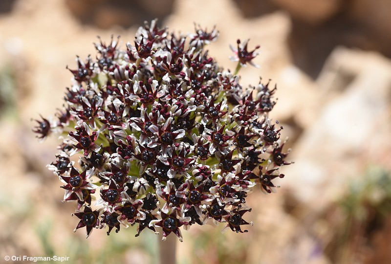 Allium rothii photo 5