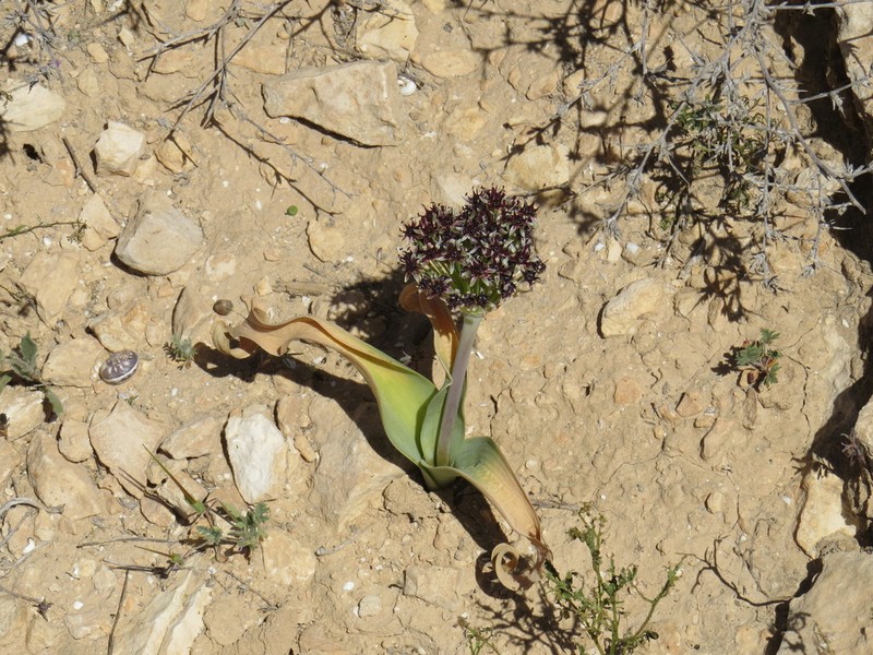 Allium rothii photo 6