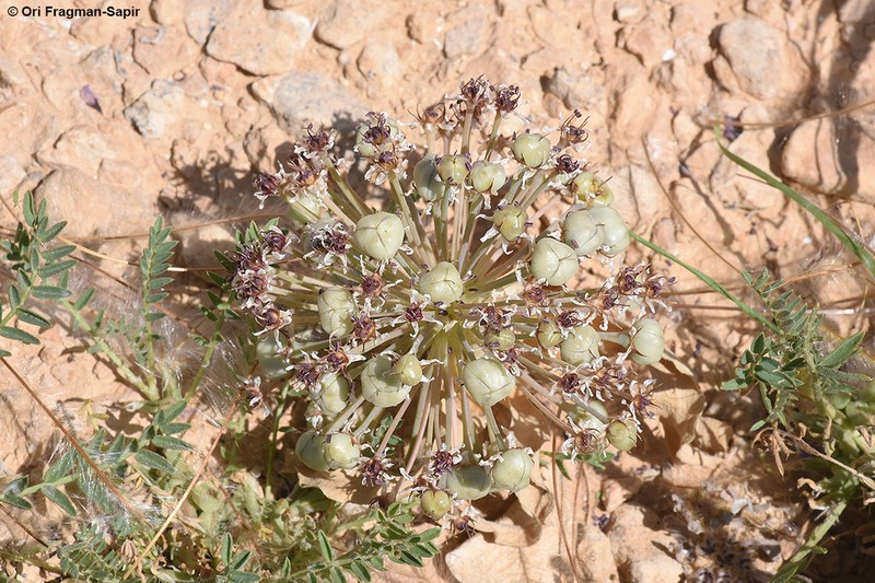 Allium rothii photo 7