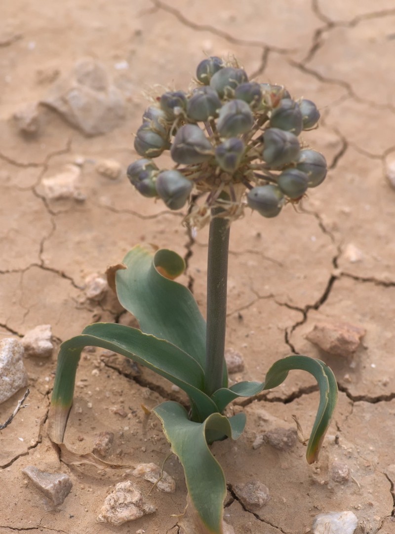 Allium rothii photo 8