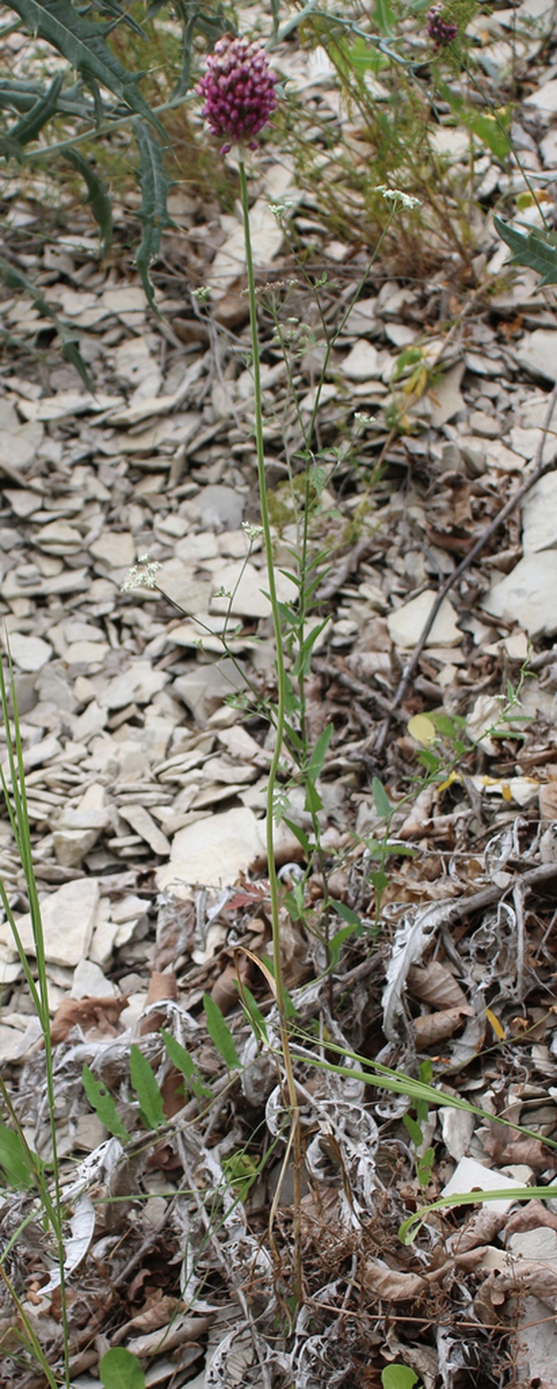 Allium rotundum photo 2