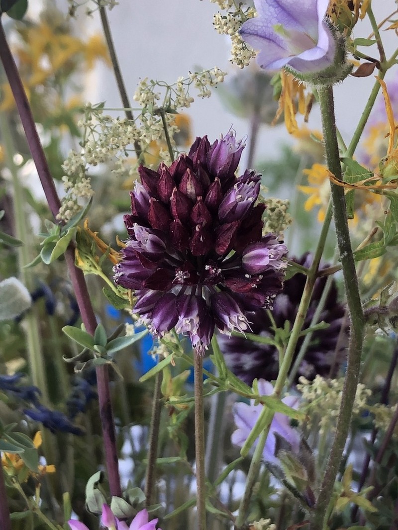 Allium rotundum photo 3