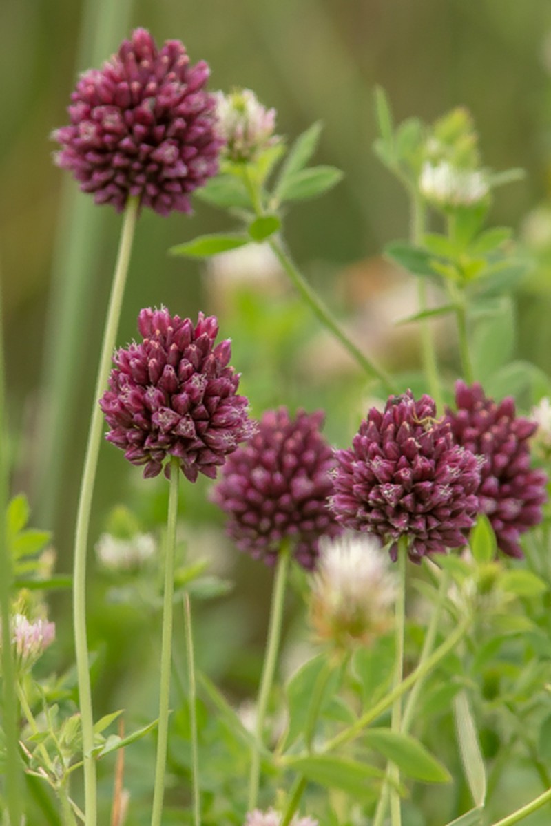 Allium rotundum photo 4