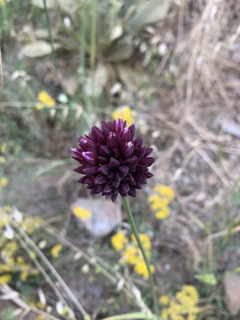 Allium rotundum photo 5
