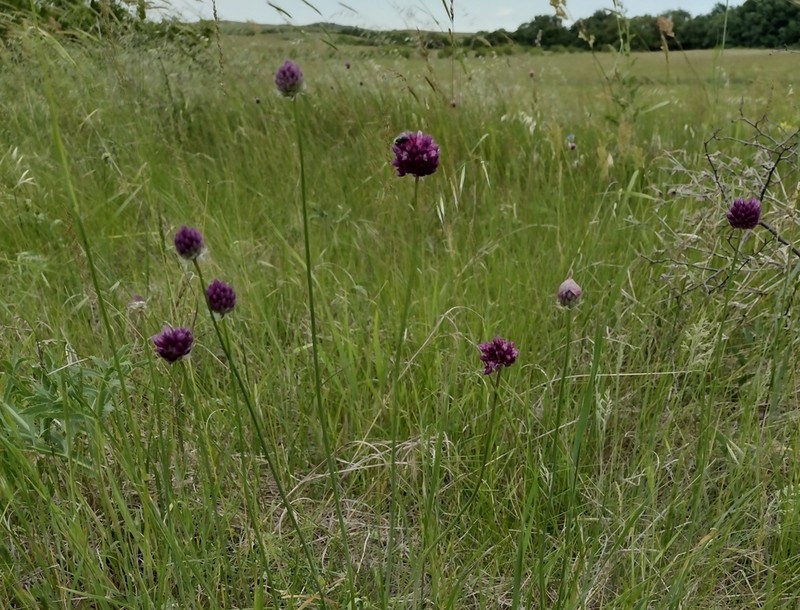 Allium rotundum photo 6