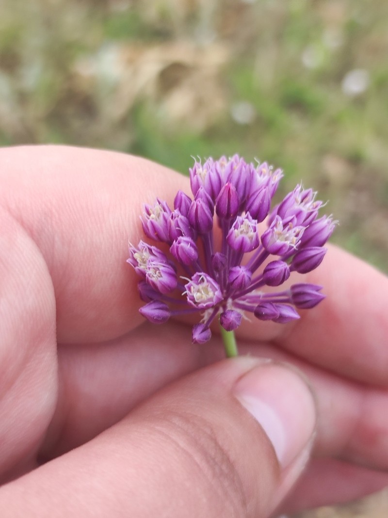 Allium rotundum photo 7