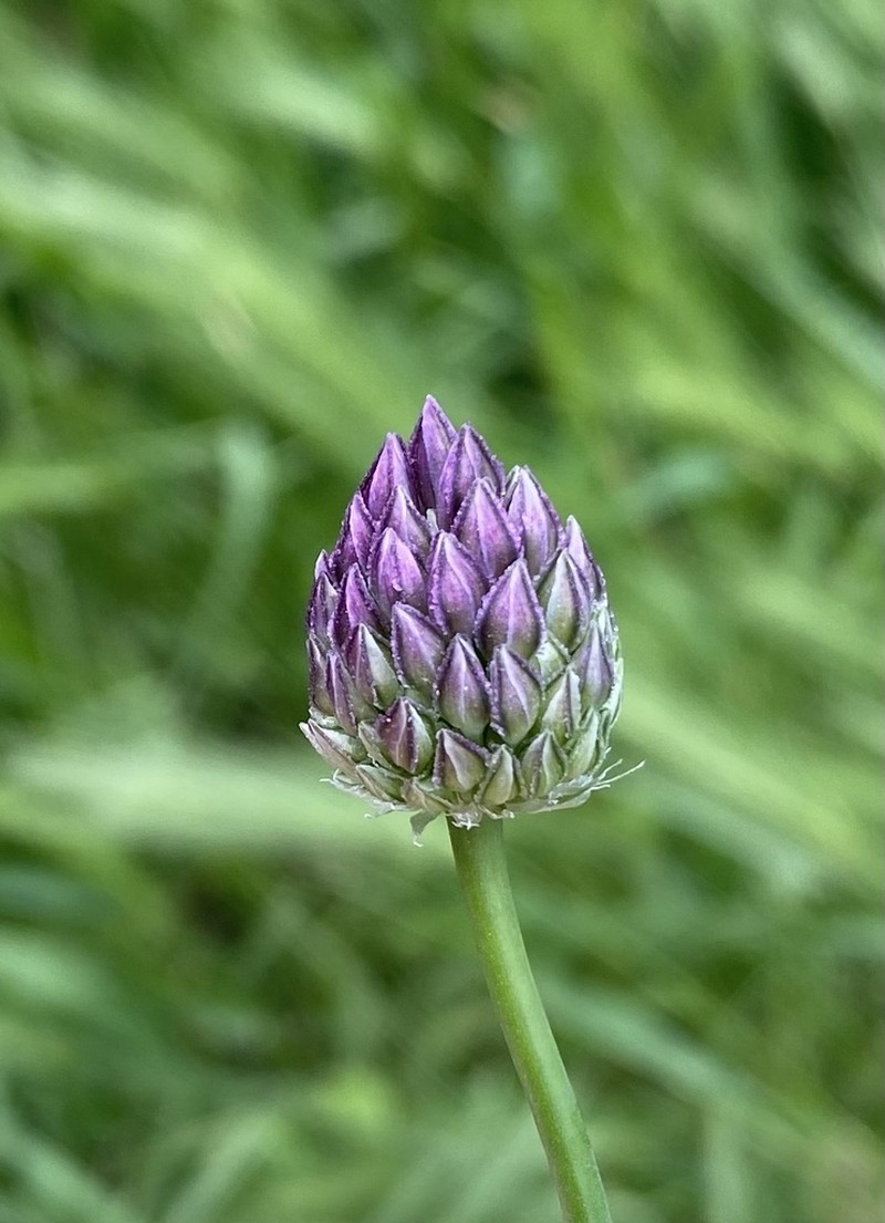 Allium rotundum photo 8