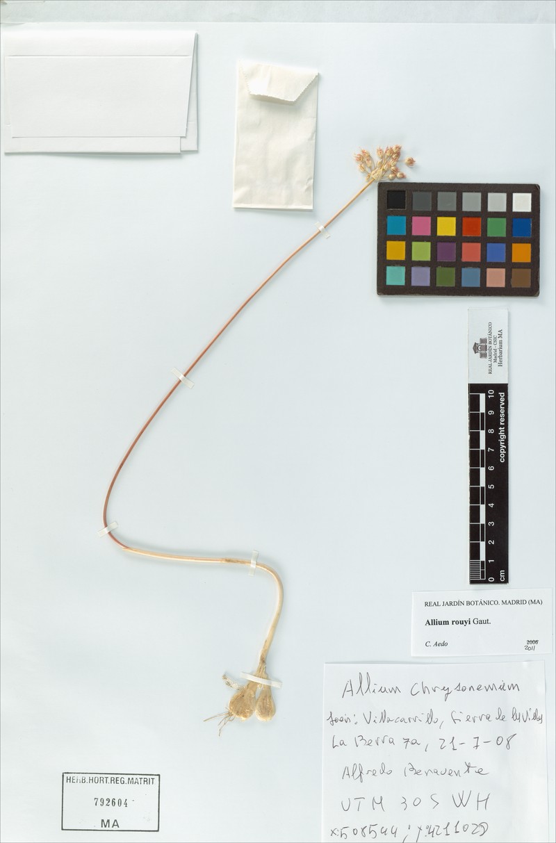 Allium rouyi photo 2