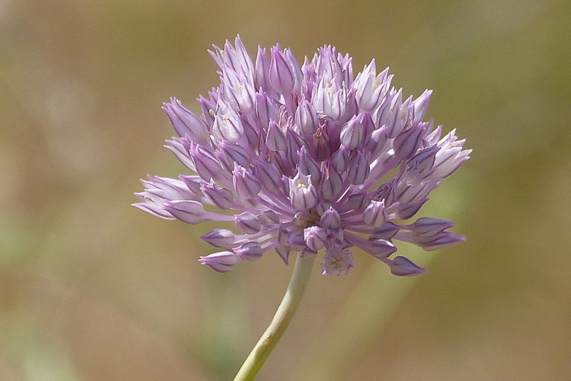 Allium rubellum photo 2