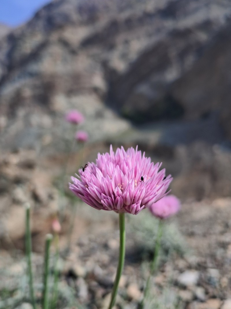 Allium rubellum photo 3