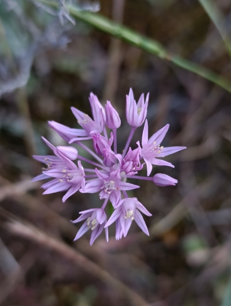 Allium rubellum photo 4