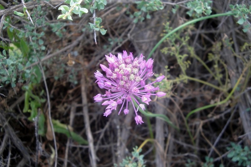 Allium rubellum photo 5