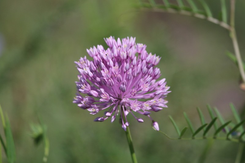 Allium rubellum photo 6
