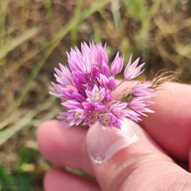 Allium rubellum photo 7