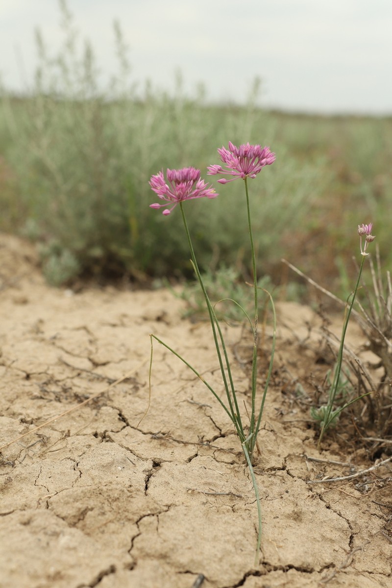 Allium rubellum photo 8