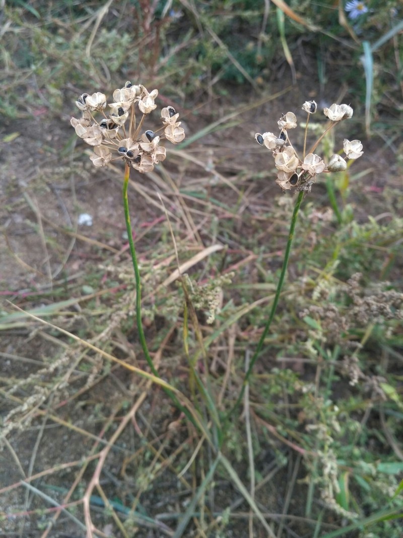 Allium rubens