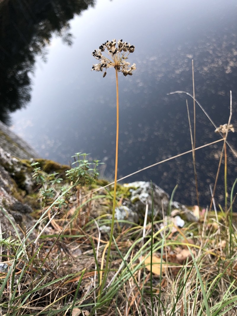 Allium rubens photo 2