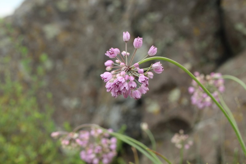 Allium rubens photo 3