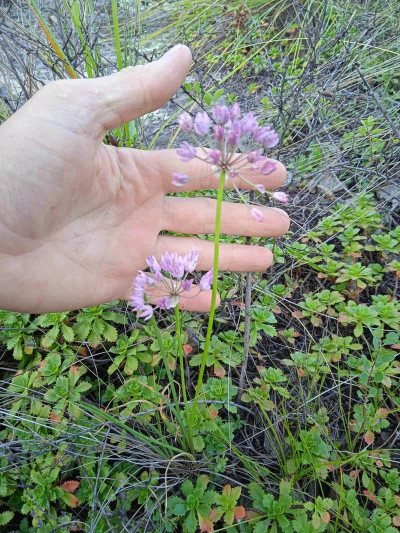 Allium rubens photo 4