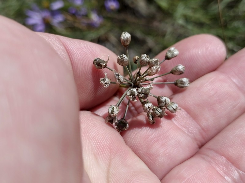 Allium rubens photo 8