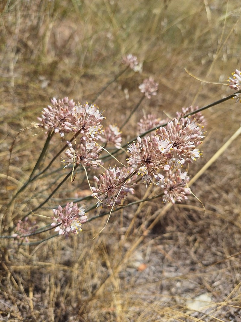 Allium rubriflorum photo 2