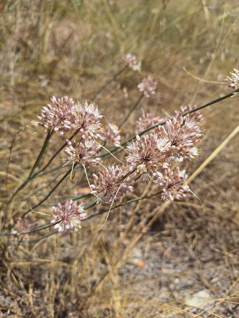 Allium rubriflorum photo 3
