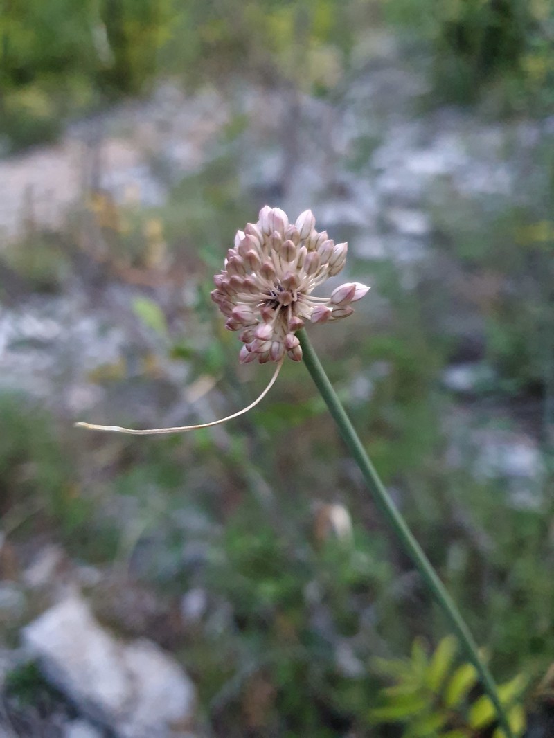 Allium rubriflorum photo 4