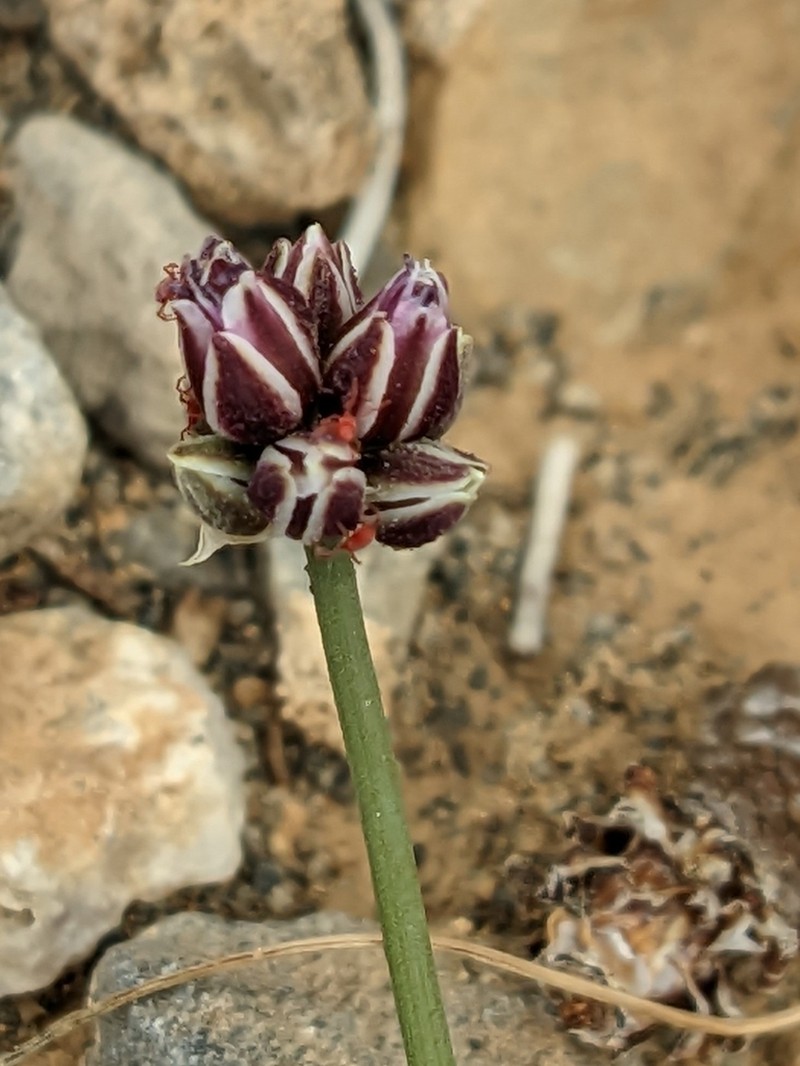Allium rubrovittatum