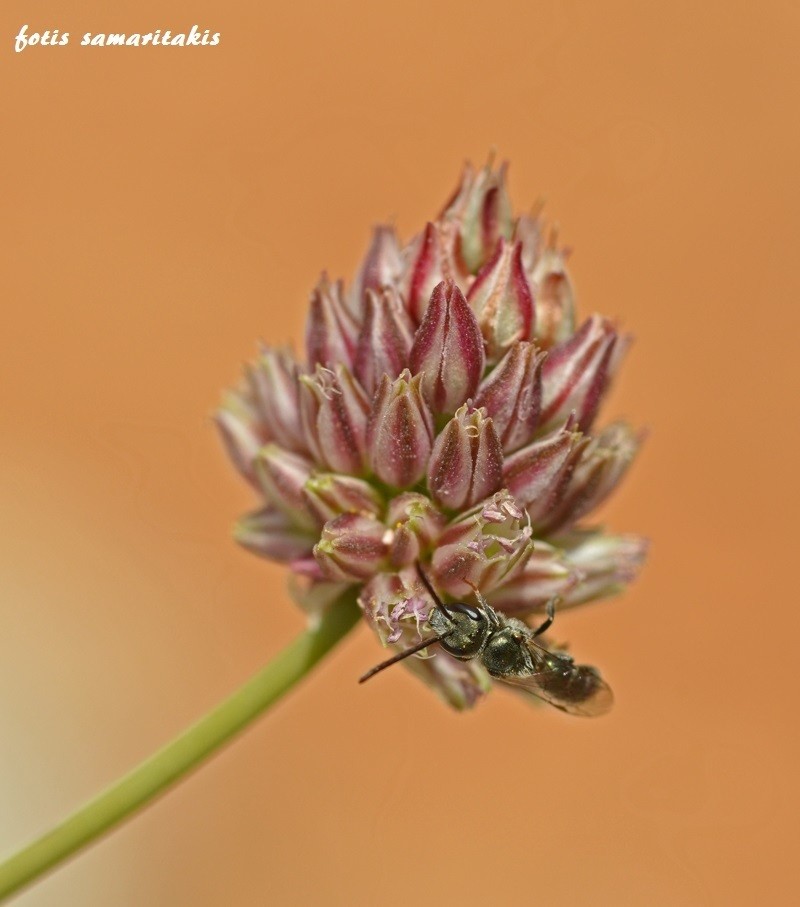 Allium rubrovittatum photo 2