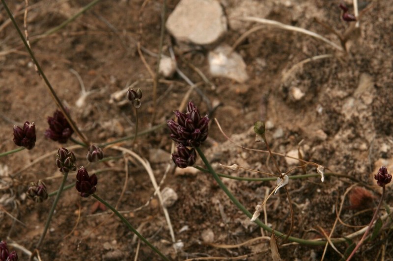 Allium rubrovittatum photo 3